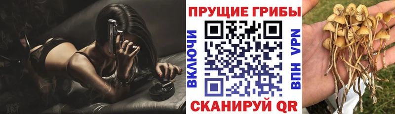 магазин  наркотиков  Слободской  Псилоцибиновые грибы Psilocybe 
